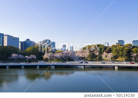 [Tokyo] Cherry blossoms of Chidorigafuchi 50114130