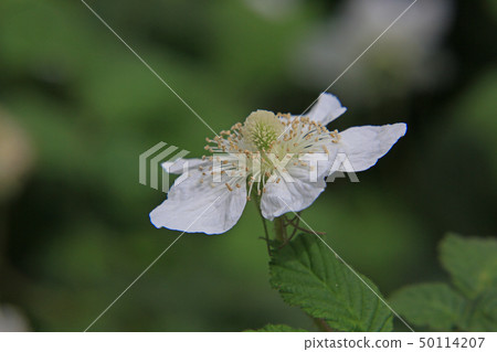 Vahaigigo Vahaigigo 50114207