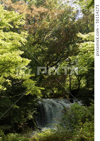 Kaneyama Falls (Autumn) Kaneyama Falls (Autumn) 50114273