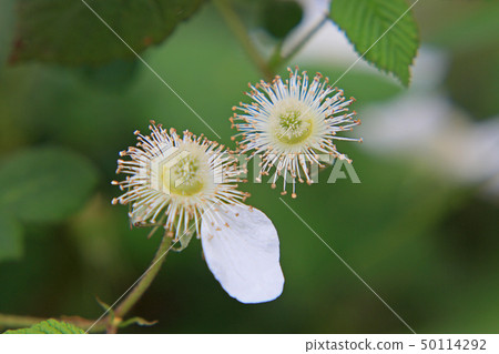 Vahaigigo Vahaigigo 50114292