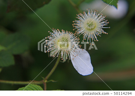 Vahaigigo Vahaigigo 50114294