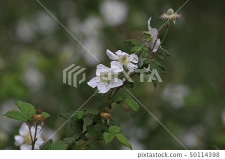 Vahaigigo Vahaigigo 50114398