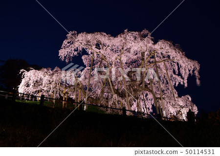 平成的最後三個春天的Taki Sakura 50114531