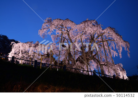 平成的最後三個春天的Taki Sakura 平成的最後三個春天的Taki Sakura 50114532