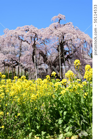 平成的最後三個春天的Taki Sakura 平成的最後三個春天的Taki Sakura 50114533
