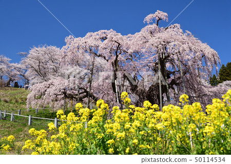 平成的最後三個春天的Taki Sakura 50114534