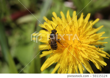 False beetle False beetle 50115124