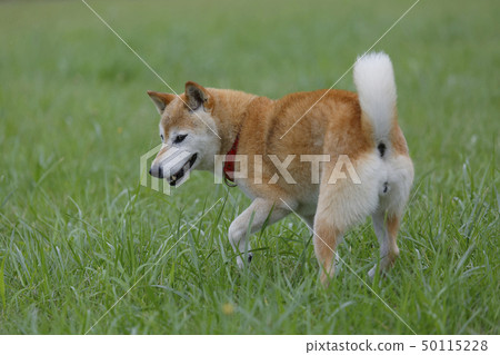 Shiba Inu在外地玩 50115228