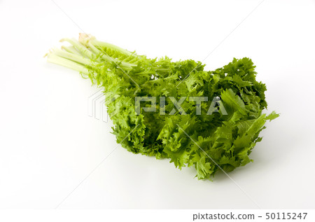 芥末綠色 50115247