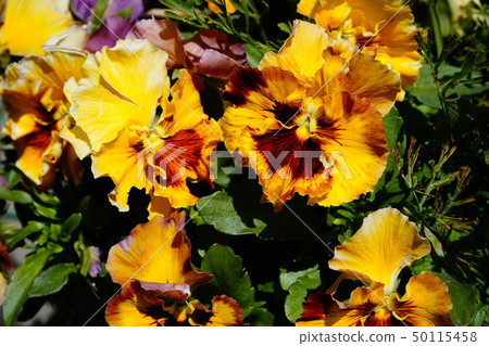 Pansy Big Flower 02 Pansy Big Flower 02 50115458