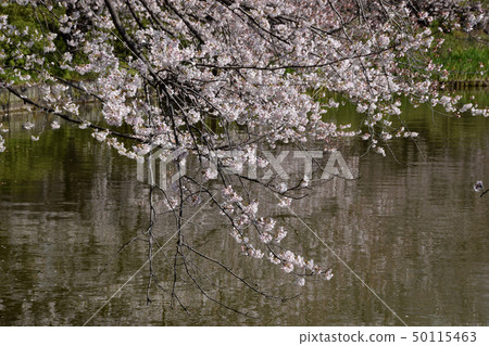 Nagoya Castle Point View 50115463