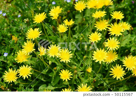 Dandelion Cluster 2 Dandelion Cluster 2 50115567