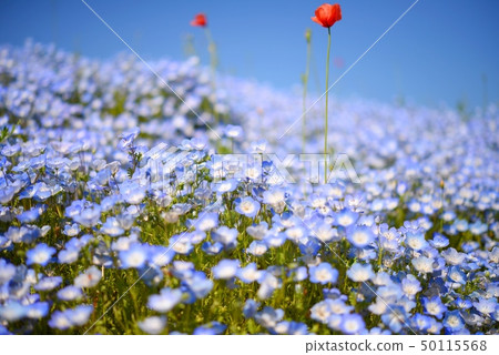 Nemophila field Nemophila field 50115568