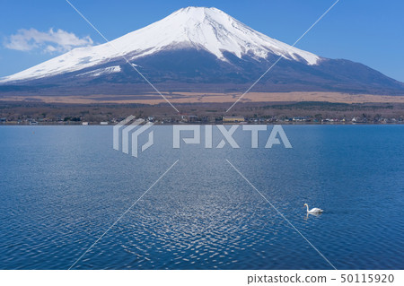 Swan, Lake Yamanaka and Mount Fuji Swan, Lake Yamanaka and Mount Fuji 50115920