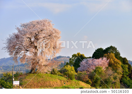 Tenpo Koyama Heike Ichibon Sakura Tenpo Koyama Heike Ichibon Sakura 50116103