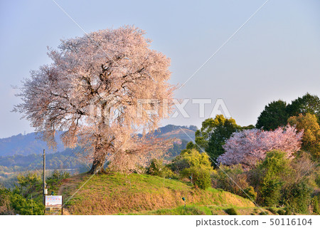 Tenpo Koyama Heike Ichibon Sakura Tenpo Koyama Heike Ichibon Sakura 50116104