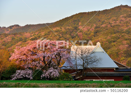 Houshiji寺的垂枝櫻花 Houshiji寺的垂枝櫻花 50116200