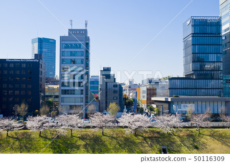 [Tokyo] Cherry blossoms in Gaien Park 50116309