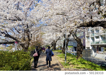 [Tokyo] Cherry blossoms in Gaien Park 50116310