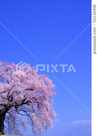 Stock Photo: 330 years old, one year old cherry blossom, spring flower tags Stock Photo: 330 years old, one year old cherry blossom, spring flower tags 50116406