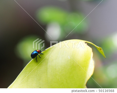 tropical cute bug beetles with red dot on his head tropical cute bug beetles with red dot on his head 50116568
