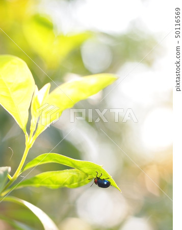 tropical cute bug beetles with red dot on his head tropical cute bug beetles with red dot on his head 50116569