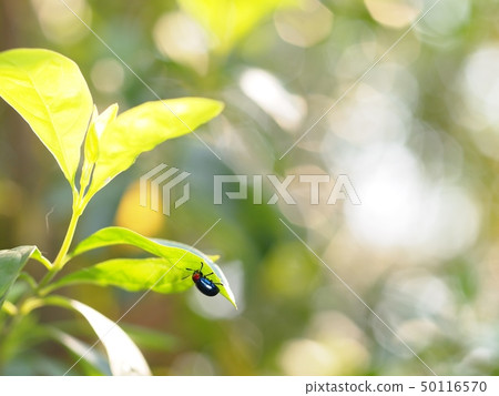tropical cute bug beetles with red dot on his head tropical cute bug beetles with red dot on his head 50116570