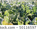 Organic vegetable cabbage 50116597