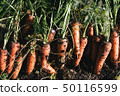 Organic vegetable carrot 50116599