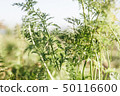 Organic vegetable carrot 50116600