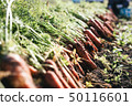 Organic vegetable carrot 50116601