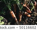 Organic vegetable carrot 50116602