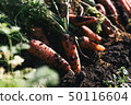 Organic vegetable carrot 50116604
