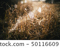 Morning spider web 50116609