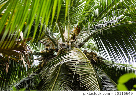 Coconut tree palm with harvest down view 50116649