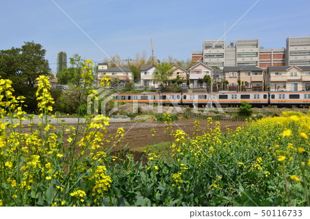 Field in the suburbs of Tokyo Hino City Nishidairayama 4 Field in the suburbs of Tokyo Hino City Nishidairayama 4 50116733