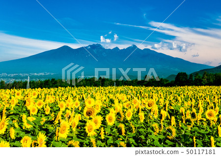 Yamanashi Prefecture Hokuto-shi Akeno sunflower field and Yatsugatake Yamanashi Prefecture Hokuto-shi Akeno sunflower field and Yatsugatake 50117181