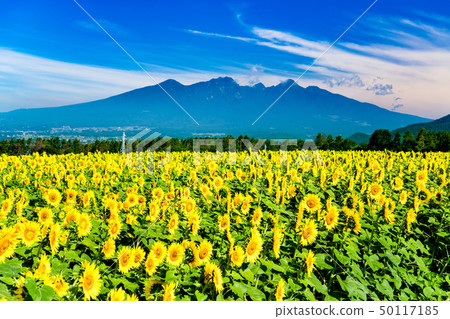 Yamanashi Prefecture Hokuto-shi Akeno sunflower field and Yatsugatake 50117185