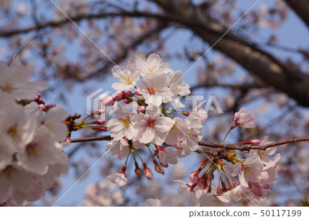 5月188.4 Gojogawa Sakura Festival 50117199