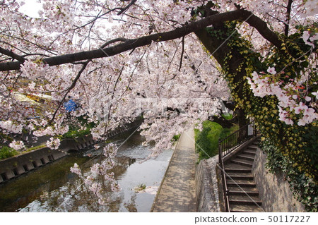 May 188.4 Gojogawa Sakura Festival 50117227