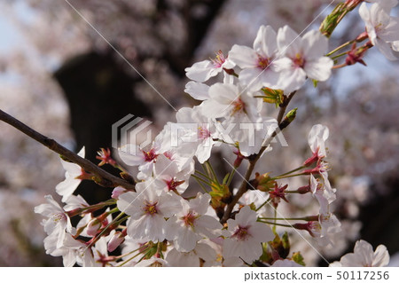 5月188.4 Gojogawa Sakura Festival 50117256