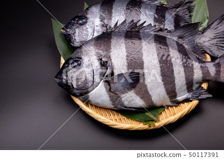 Stone fish Stone fish 50117391