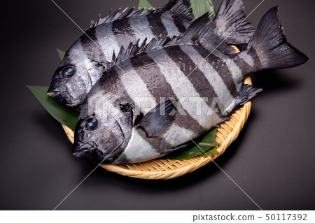 Stone fish Stone fish 50117392