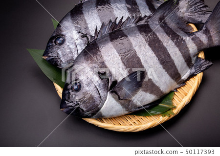 石魚 50117393