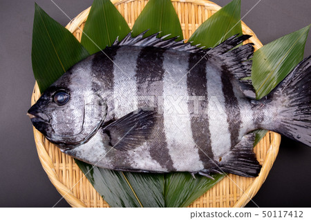 石魚 石魚 50117412