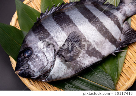 石魚 石魚 50117413