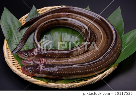 Anago conger Anago conger 50117525
