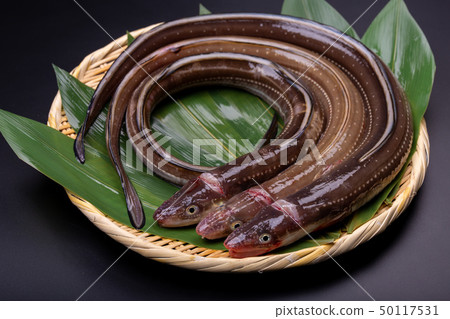 Anago conger Anago conger 50117531