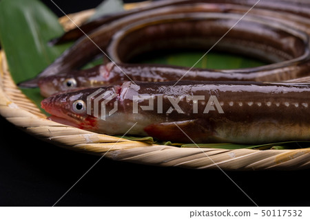 Anago conger 50117532