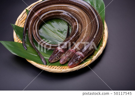 阿納戈康吉 阿納戈康吉 50117545